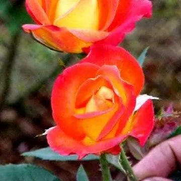 Beautiful Rose Alinka Plant for Sale - Add a Touch of Elegance to Your Garden Today