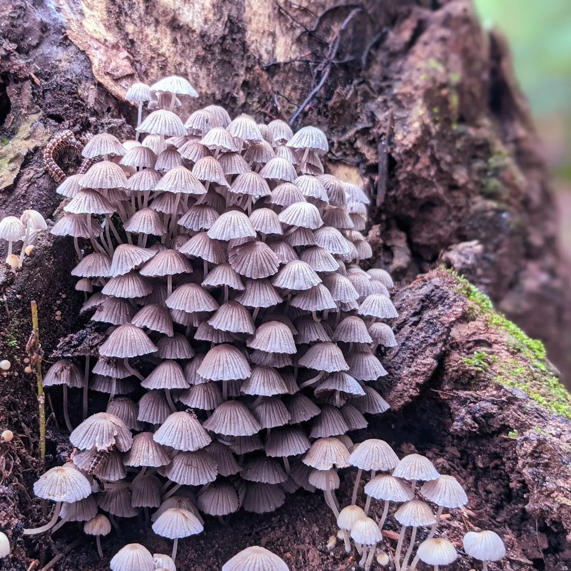 FAIRY INKCAP - EYESHADOW