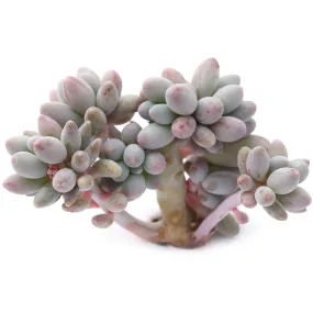 Pachysedum 'Frontignan'